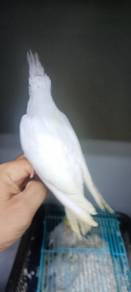 Clear pied cockatiel