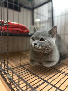bsh male
