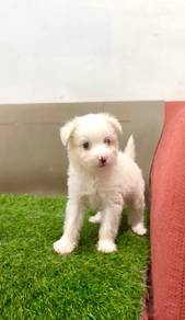 Pomachon puppies