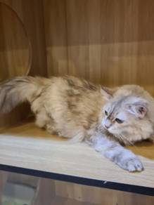 cat for sale