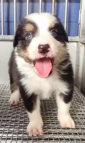 Border collie MKA MKA MKA