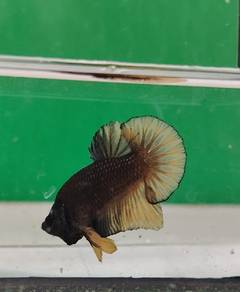 Black copper male betta fish, ikan laga modern