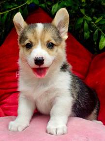 C142 柯基犬 CORGI PUPPIES 🌻 Fluffy Boy~Girl