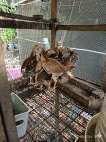 Letgo. Anak ayam kampung untuk dilepaskan SEGERA.