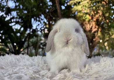 Holland lop