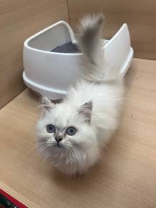 Munchkin kitten for sale