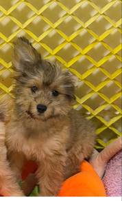 Mix pom and poodle 