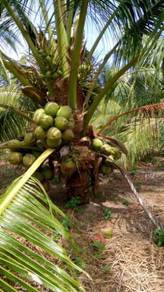 Benih kelapa sgg tulen/rambai tua