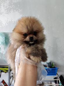 Pomeranian orange