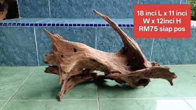 Best driftwood KAYU HIASAN macam ni