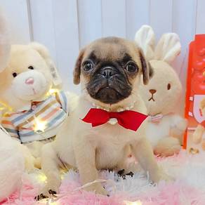 Pug