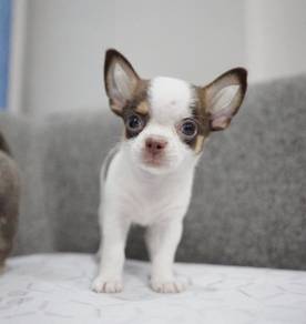 CHIHUAHUA PUPPIES 139 🌷Head Apple Bonnie Dog