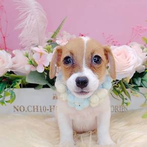 Jack Russell