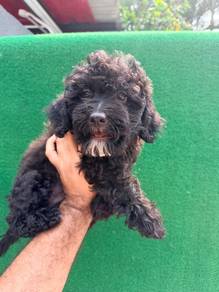 Tiny poodle
