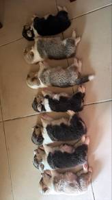corgi 