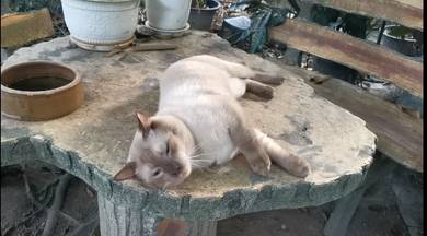 Kucing Siam S001
