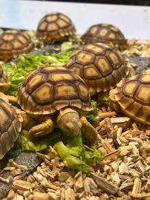 Sulcata tortoise for Sale