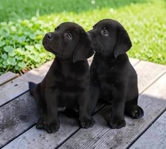 Labrador 