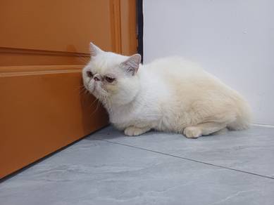 munchkin flat face
