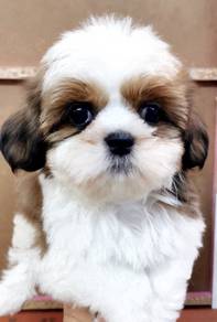 FS_MM732 lovely sweetheart shih tzu pet dog