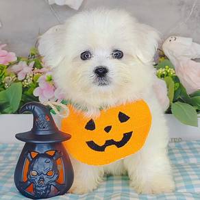 maltese