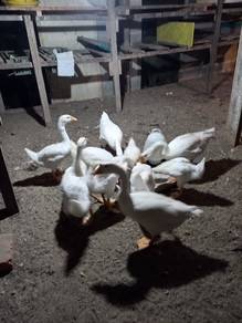 angsa putih china