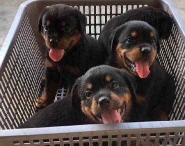 Rottweiler 