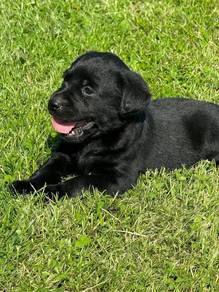 black color Labrador retriever 