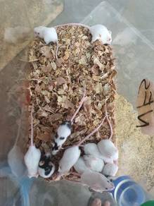 mice mickey mouse 