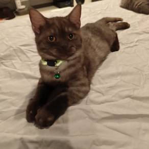 Available BSH + Maine Coon Mix kitten 