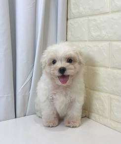 J0371 Maltipoo Curly Coat Puppy