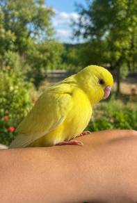 bird burung jinak