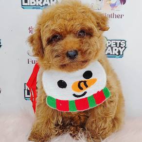 Toy Poodle