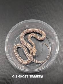 corn snake (ghost tessera morph)