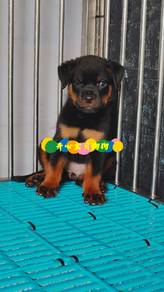 Rottweiler (F)