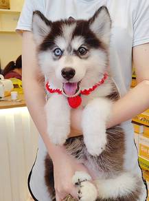 Husky