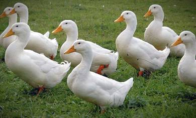 pekin ducks ,  itik pekin