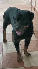 Rottweiler