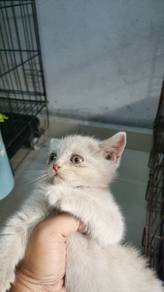 fawn bsh