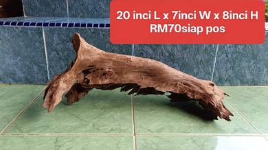 Kayu hiasan Malaysian driftwood