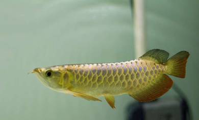 Malaysia golden blue base 8 inch -wholesale