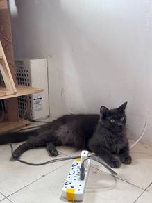 Mainecoon female for sale