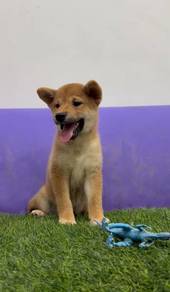 Shiba inu mka female and male mka