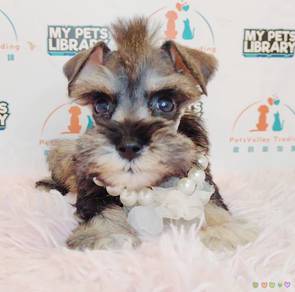 Schnauzer