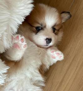 Welsh Corgi