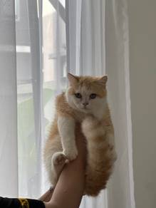 BSH male