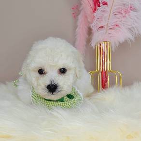 Poodle