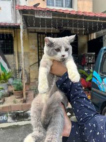 Bsh