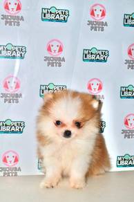 y2 Fluffy Pomeranian Dog