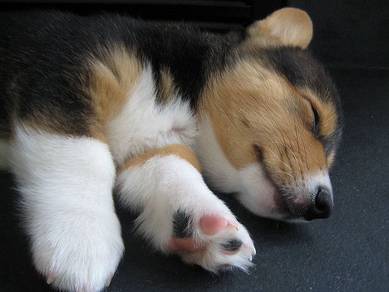 Alluring Corgi Long Body Short Legs Dog Puppy Dog